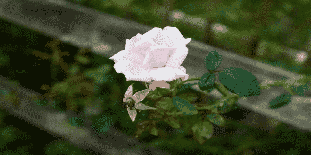 Cserepes rózsa szaporítása dugványokból