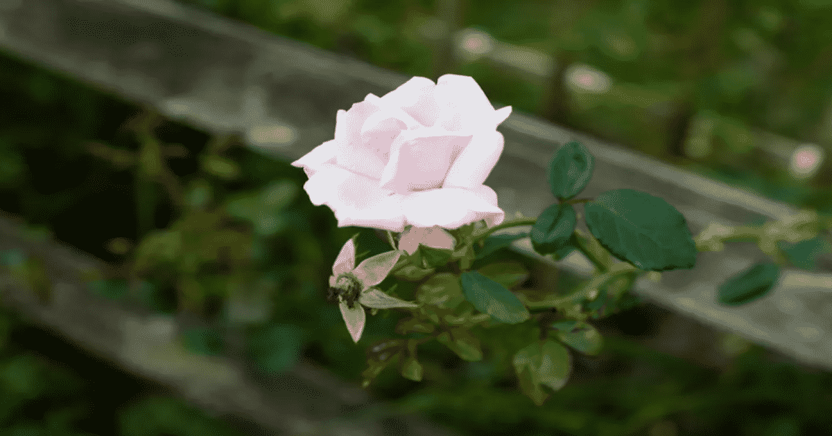 Cserepes rózsa szaporítása 1200