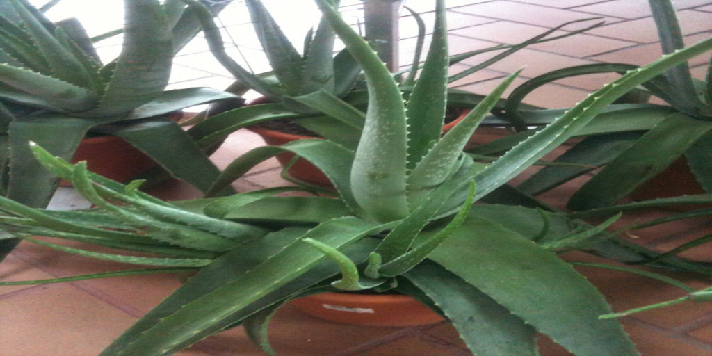Aloe vera növény - információk a aloe veráról