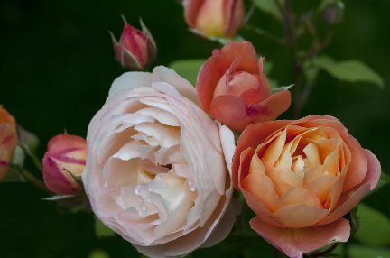 Lady Emma Hamilton angol rózsa