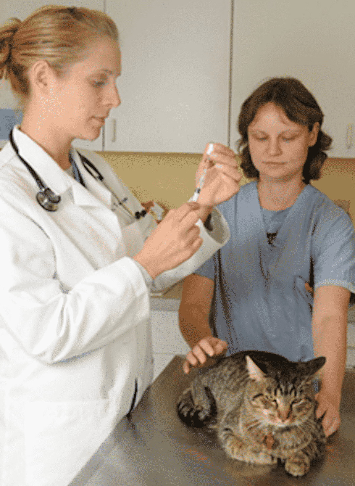 Vakcinák és szarkómák- A macskatulajdonosok aggódnak