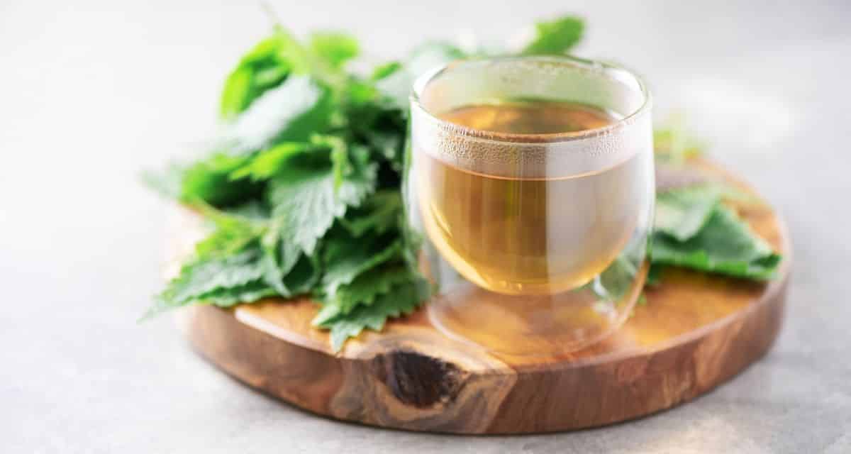 Csalánlevél tea hatásai és előnyei és mellékhatásai