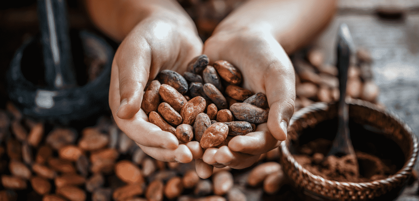 Kakaóbab és kakaópor története felhasználása készítése