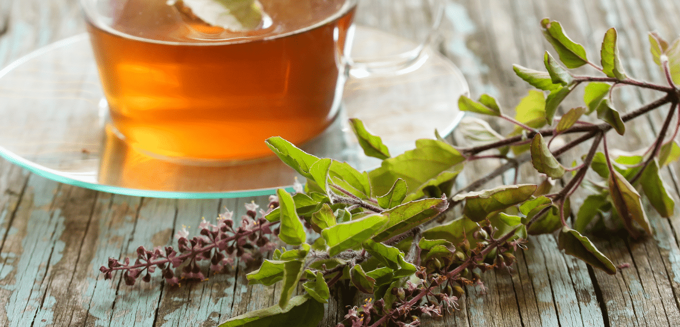 Tulsi tea növény különböző fajtái
