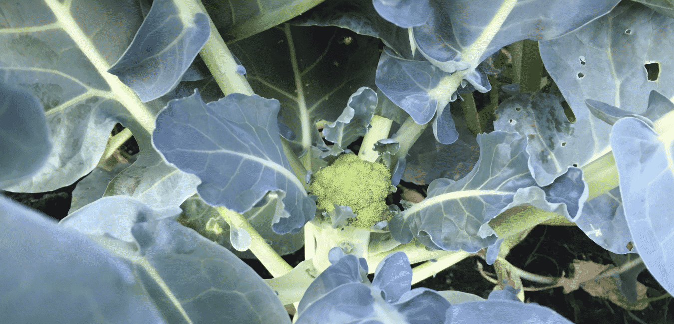Brokkoli ültetése termesztése