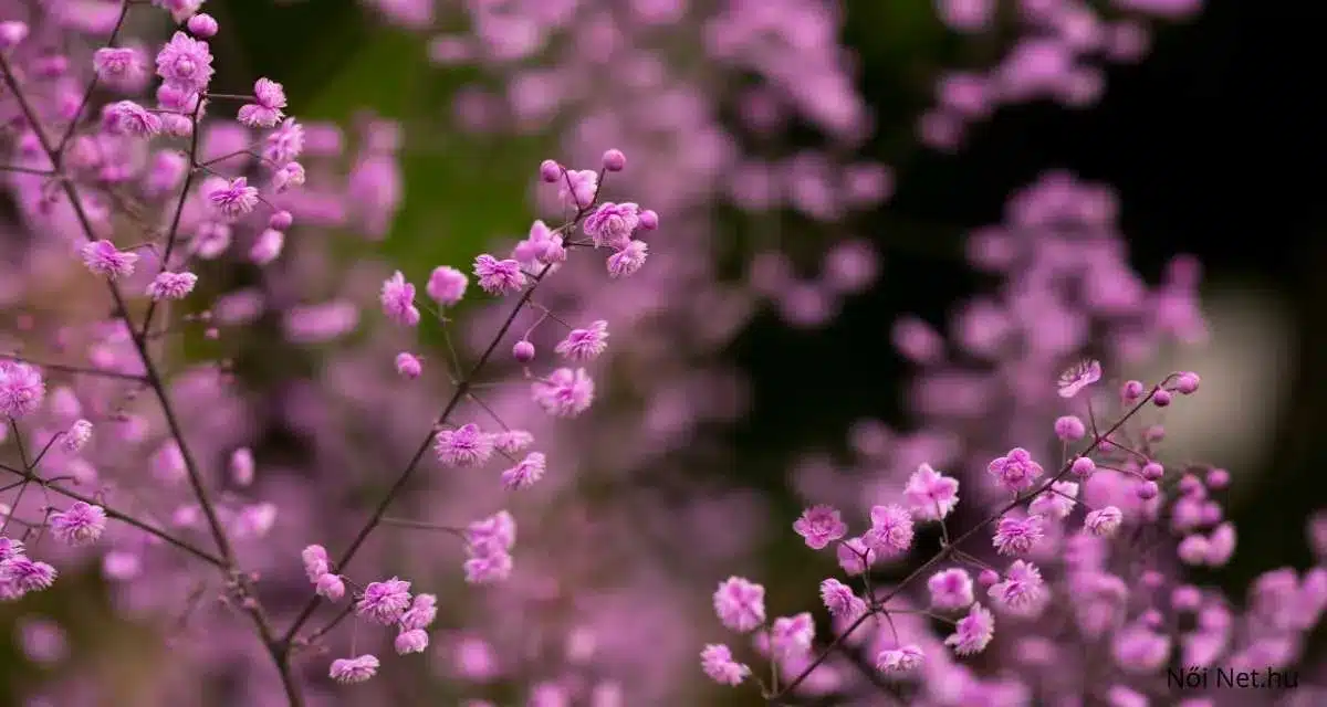 Fátyolvirág és Rezgő Virág – 2 a Kertészek Kedvencei