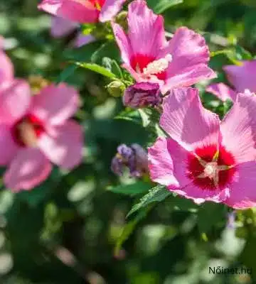 A képen rózsaszín hibiszkusz virágok láthatóak, amelyeket sűrű, zöld lomb vesz körül. A virágok szirmai világos rózsaszínűek, közepük sötétebb rózsaszín, ami a központi porzók körül fehér és sárga színekbe megy át. A kép háttérében további virágok és zöld növényzet látszik, ami a természetes környezet szépségét tükrözi.