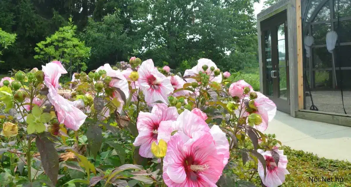 A harmadik képen több rózsaszín hibiszkusz virág látható, amelyek egy buja kertben helyezkednek el. A virágok szirmai különböző árnyalatú rózsaszínek, középen sötétebb piros színnel. A háttérben zöld növények és fák látszanak, valamint egy üvegház épülete, amely részben a kép jobb oldalán helyezkedik el. A virágok körül zöld bimbók és levelek találhatók, amelyek tovább fokozzák a természetesség érzetét.