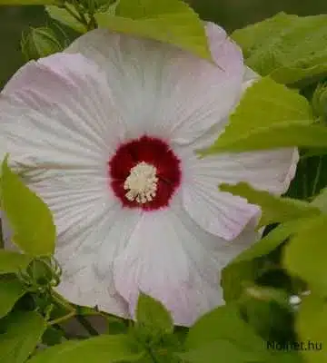 Ezen a képen egy nagy, fehér hibiszkusz virág található, amelynek közepe sötétpiros színű, a központi porzó pedig fehér. A virág körül zöld levelek helyezkednek el, amelyek kontrasztot adnak a virág világos színeivel. A fehér szirmok finoman rózsaszínes árnyalatokkal rendelkeznek, ami elegáns megjelenést kölcsönöz a virágnak.