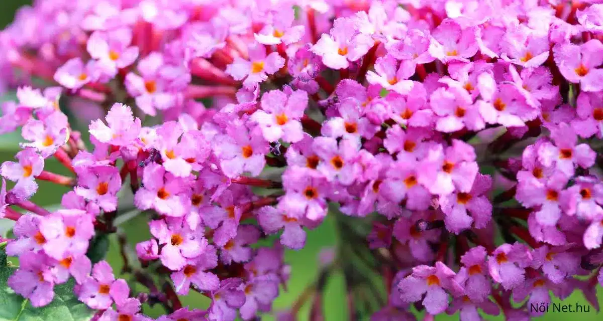 Illatos Nyáriorgona (Buddleja davidii) 8 Tény a növényről