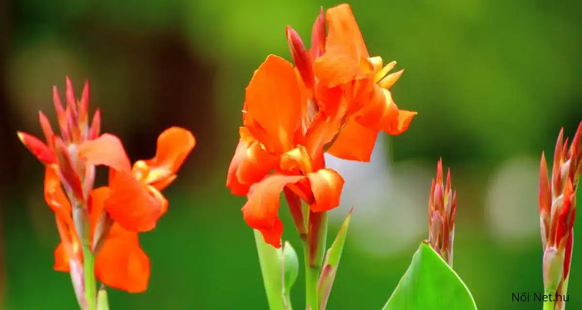 Kanna Virágról: Ültetés Gondozás és Szaporítás