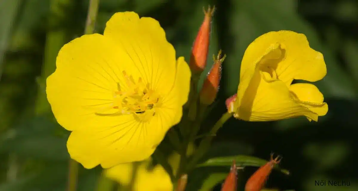 Ligetszépe: 10 Izgalmas Tény a Gyönyörű Virágról