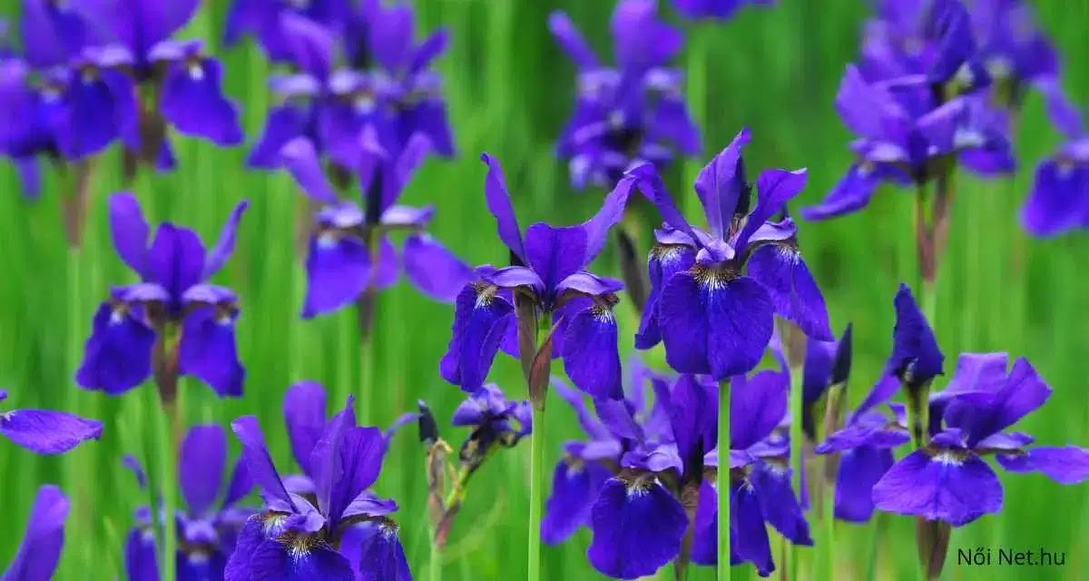 Nőszirom 15 Tény írisz virág (Iris Sanguinea) Gondozásáról