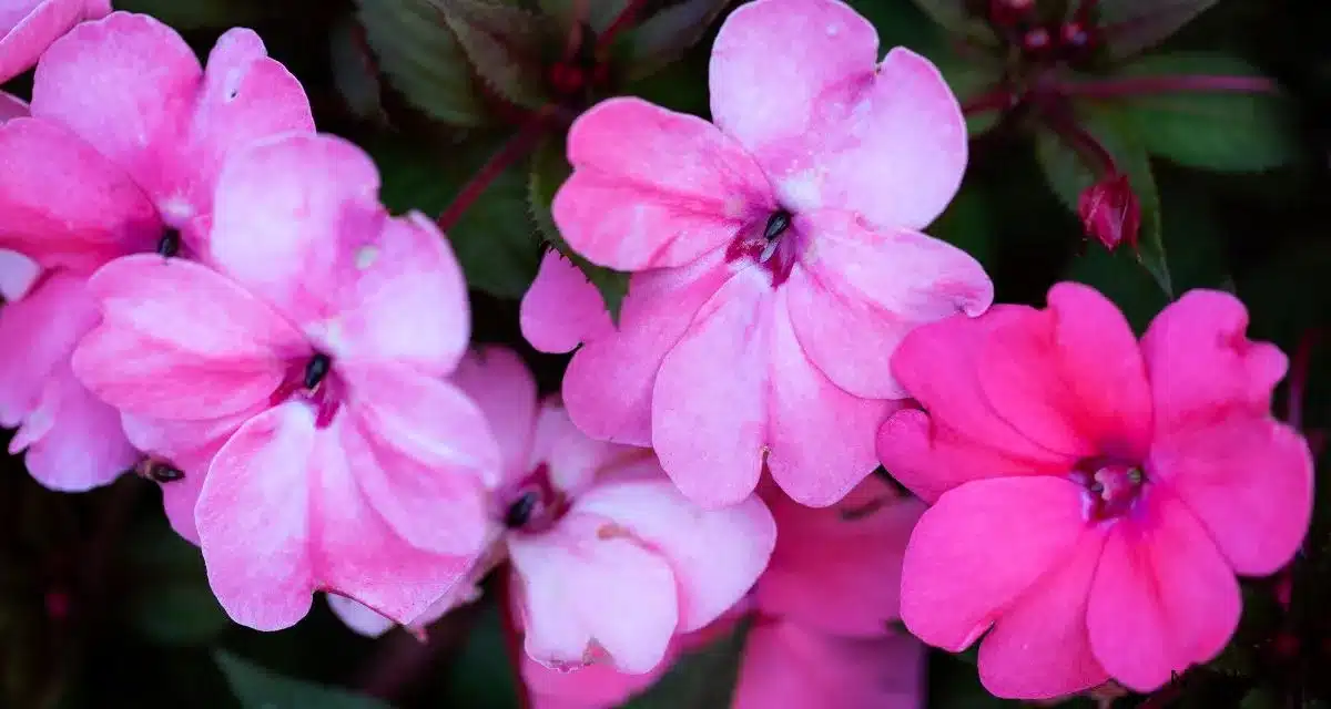 Pistike Virág nebáncsvirág 20 Gondozás Gyakorlati Tippek