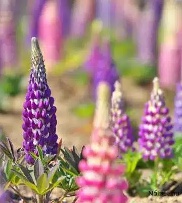 A képen csillagfürtök (lupinus) láthatóak különböző színekben, főként lila és rózsaszín árnyalatokban. A virágok hosszú szárakon nőnek, és sok apró virágból álló fürtöt alkotnak. A háttér kissé elmosódott, a fókusz a virágok finom részletein van, amelyek élénk színeikkel vonzzák a tekintetet. A különböző színek harmonikusan keverednek, természetes szépséget kölcsönözve a jelenetnek.