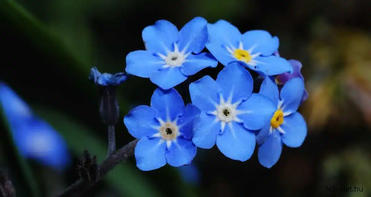 Nefelejcs (Myosotis) gondozása 10 tippek ötletek