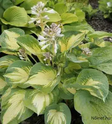 Ez a kép közelről mutatja az árnyliliom (Hosta) egy változatát, amelynek levelei világoszöld alapszínűek, de a közepükben és a szélükön krémszínű sávok húzódnak. A levelek felszínén látható textúrák jól érzékeltetik a növény jellegzetes, húsos, vastag leveleit. A középső részből halványlila, apró virágok emelkednek ki, amelyek jellegzetesek az árnyliliomokra.