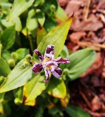 Ezen a képen egy közeli felvétel látható a borzas púpliliom (Tricyrtis hirta) virágjáról. A virág szirmai finoman pöttyözöttek, sötétlila és világos rózsaszín árnyalatokkal, míg a szirmok közepén sárga központi rész található. A virág egyedi formája a liliomokra jellemző, de egyben egzotikus is. A környező levelek zöldek, hosszúkásak, éles szélekkel. A háttérben mulcsos talaj vagy avar látható, ami jelzi, hogy a növény természetes környezetében, kertben vagy erdős területen található.