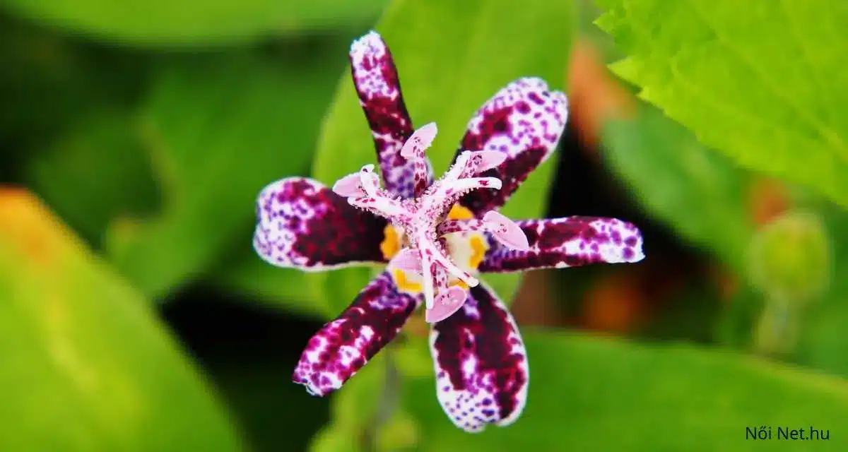 Borzas púpliliom (Tricyrtis hirta) virágzása kertben, gondozási tippek növénykedvelőknek. Ez a kép egy nagy méretű, közeli felvétel a borzas púpliliom egyik virágjáról. A szirmok mély lila alapon fehér és rózsaszín pöttyökkel vannak díszítve, amelyek finom átmenetet képeznek