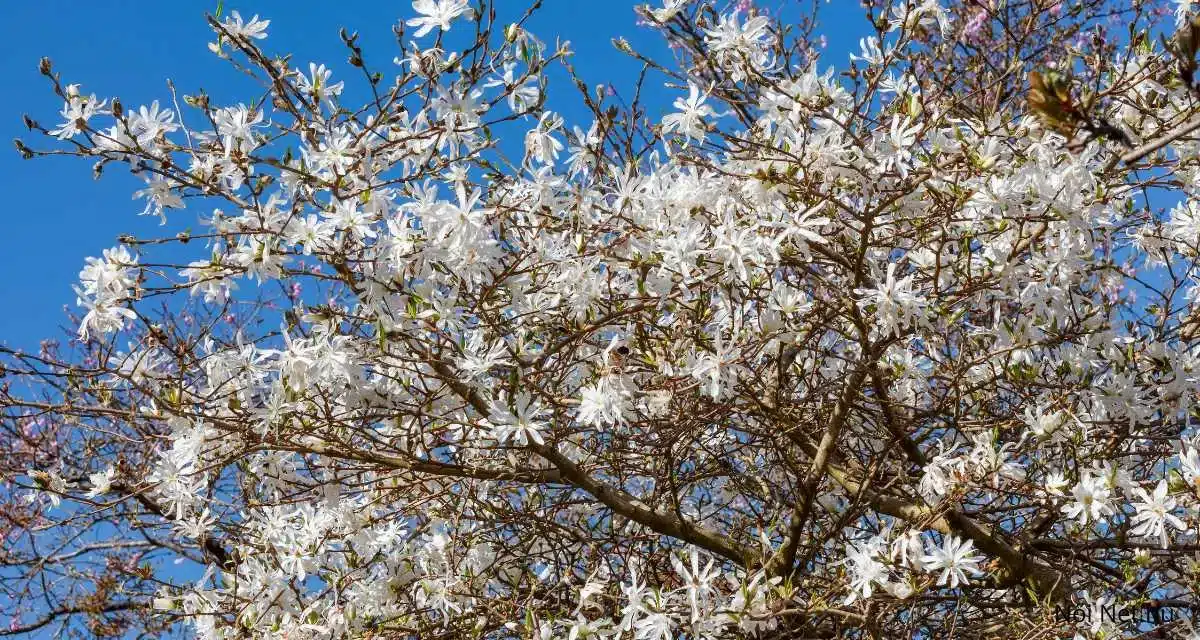 Csillagvirágú Liliomfa Magnolia Stellata: 20 Tipp Gondozása