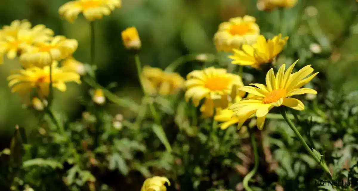 Földanyavirág Euryops chrysanthemoides 20 Tipp a Gondozása