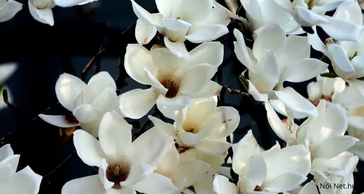 Japán Liliomfa (Magnolia Kobus) 20 Tipp a Gondozásához