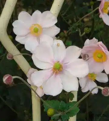 Halvány rózsaszín Japán szellőrózsa virágok (Anemone japonica) zöld lombok között, sárga porzókkal és bimbókkal.