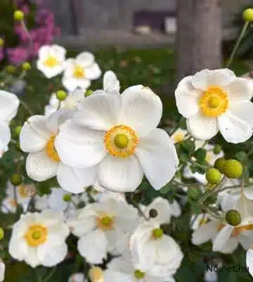 Fehér szirmú Japán szellőrózsa virágok (Anemone japonica) sárga középponttal, zöld levelek között virágzó állapotban.