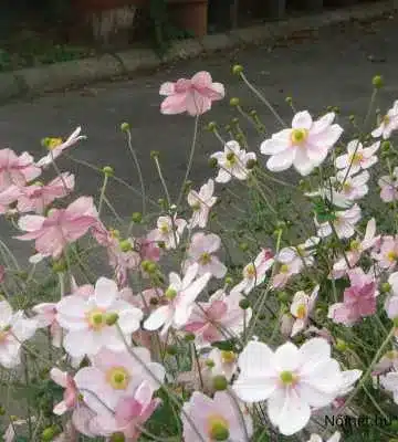 Csoportosan növő halvány rózsaszín Japán szellőrózsa virágok (Anemone japonica) a zöld levelek felett kertben.