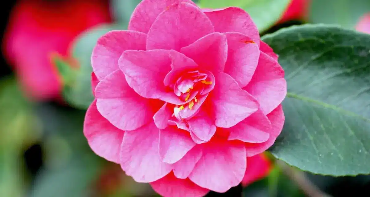 Japán kamélia (Camellia japonica): 20 tipp a gondozásához