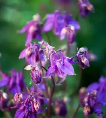 A képen több kerti harangláb (Aquilegia vulgaris) virág látható, amelyek bíbor-lila színűek. A virágok középen helyezkednek el, és némelyikük éppen nyílásban van, míg mások már teljesen kinyíltak. A háttér zöld, ami valószínűleg más növények vagy fű lehet, elmosódott, hogy kiemelje a virágokat.