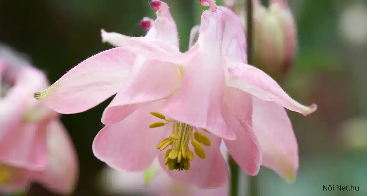 Kerti Harangláb (Aquilegia vulgaris) 30 tipp és gondozása