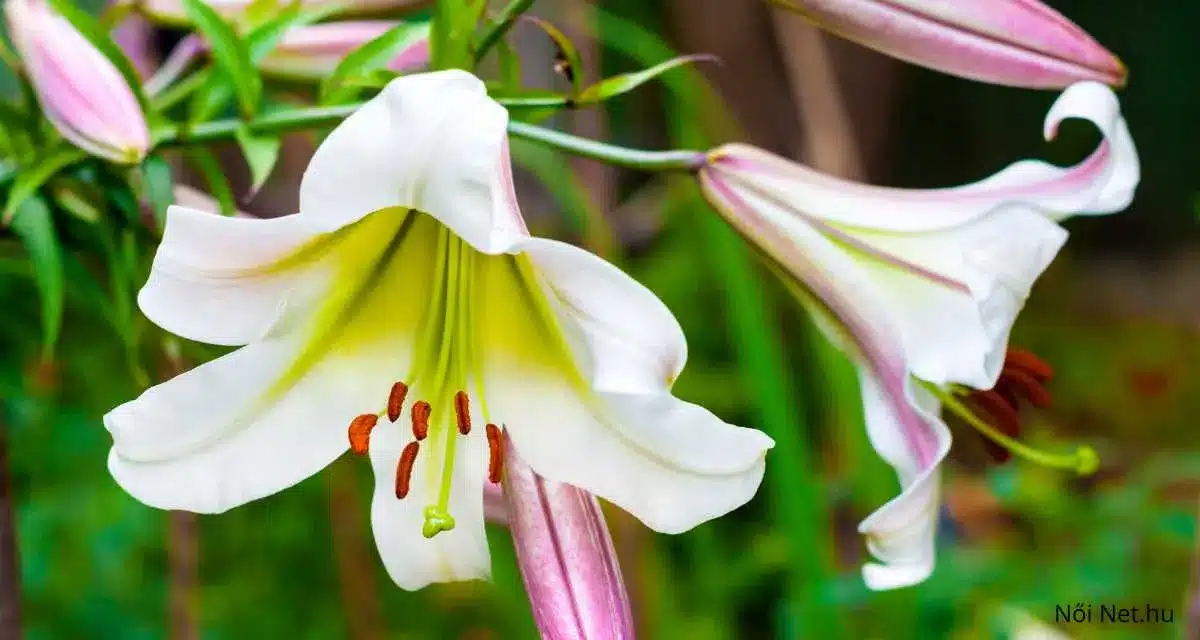 Királyliliom (Lilium regale) 10 tény gondozása szaporítása