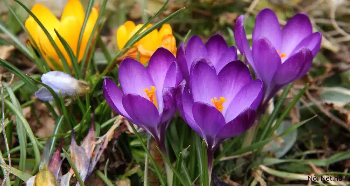 Krókusz Virág (Crocus) 20 Tipp Gondozásához