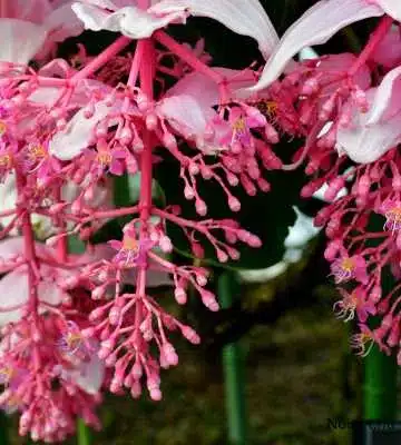 Medinilla Magnifica élénk rózsaszín, fürtös virágzata trópusi megjelenésével díszíti a környezetet, látványos szobanövény.