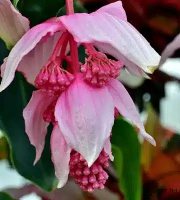 Medinilla Magnifica halvány rózsaszín virágai elegáns csüngő formában, dísznövényként beltéren is látványos virágzás.