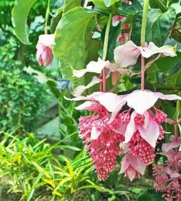 Medinilla Magnifica teljes virágzat rózsaszín fürtökben, gyönyörű trópusi növény, amely kivételes szobanövény díszítésre.