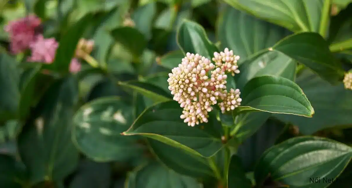 Medinilla Magnifica – 20 Ritka Tipp Gondozása