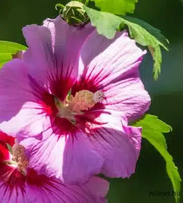 Mocsári hibiszkusz közelről, világos rózsaszín szirmokkal és mélyvörös középpel. Kertben zöld levelek körülveszik.