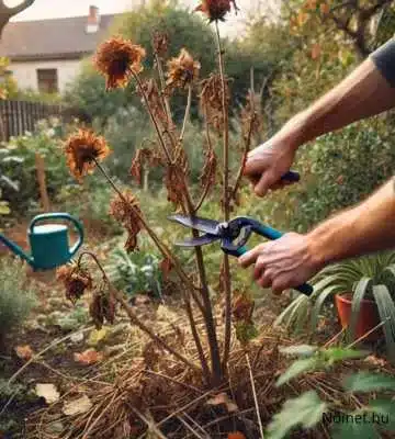 Elhalt hibiszkusz szárak levágása ősszel. Kertész munka közben, metszőollóval, őszi kertben.