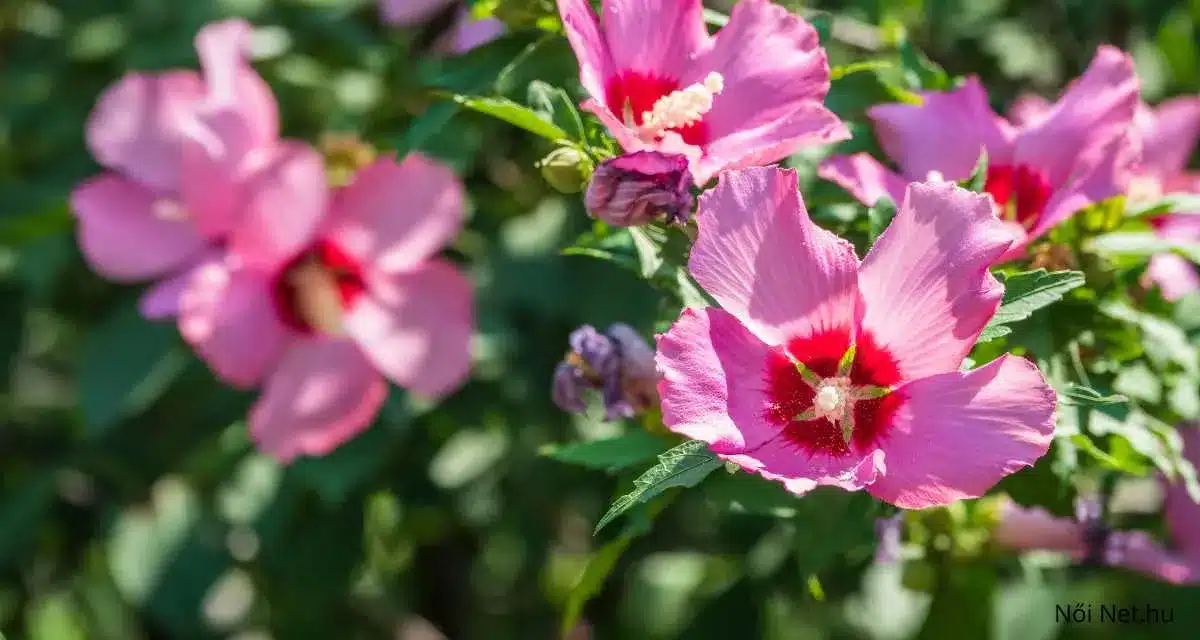 Virágzó mocsári hibiszkusz bokor, élénk rózsaszín virágokkal és piros középpel, zöld levelek és más virágok között.