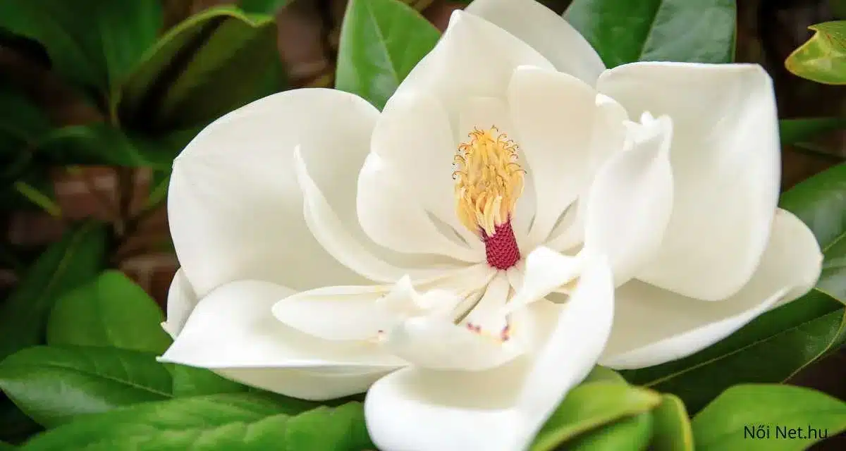 Örökzöld magnólia Magnolia grandiflora – 20 tipp gondozása