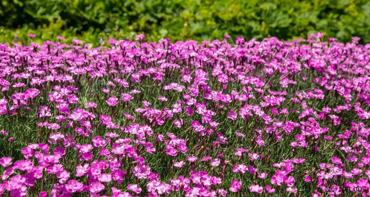 Pünkösdi Szegfű Dianthus gratianopolitanus 20 Tipp Gondozás