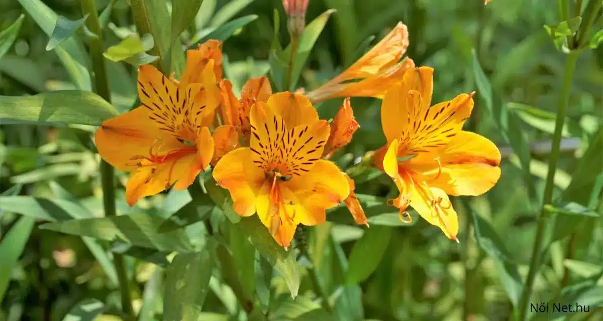 Sárga Inkaliliom (Alstroemeria aurea): 20 Tuti Tipp