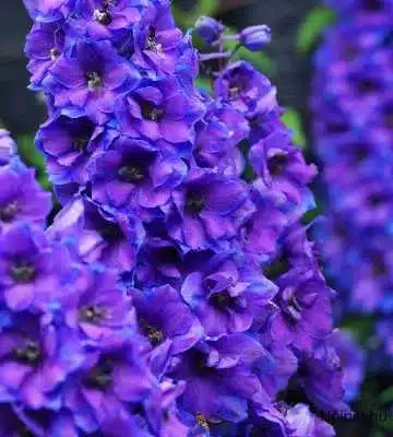 Ezen a képen több sarkantyúfű (Delphinium) látható, amelyek halvány lila és rózsaszín árnyalatokban pompáznak. A virágok hosszú, egyenes száron nőnek, melyek végén tömött fürtökben helyezkednek el a szirmok. A háttérben halványkék ég látszik, ami kiemeli a virágok színét. A növények buja és egészséges megjelenésűek, zöld levelekkel és sűrű virágfürtökkel.