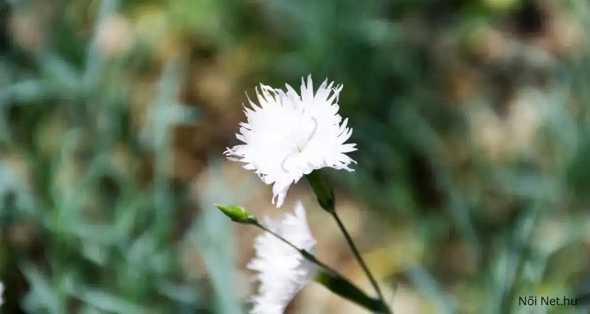 Tollas Szegfű Dianthus plumarius 20 Tipp a Gondozásához