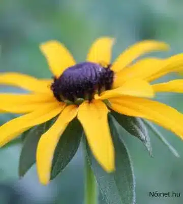 Apró sárga szirmú tömpevirágok (Sanvitalia procumbens) zöld lombozat között, napfényes kertben.