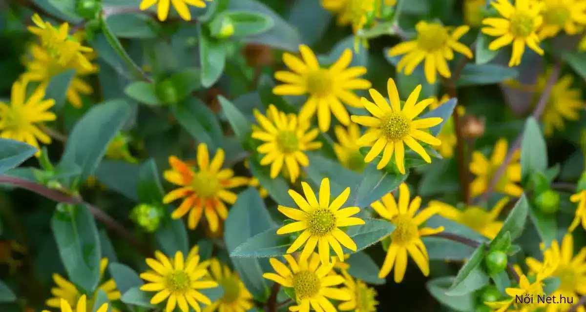 Apró sárga szirmú tömpevirágok (Sanvitalia procumbens) zöld lombozat között, napfényes kertben.