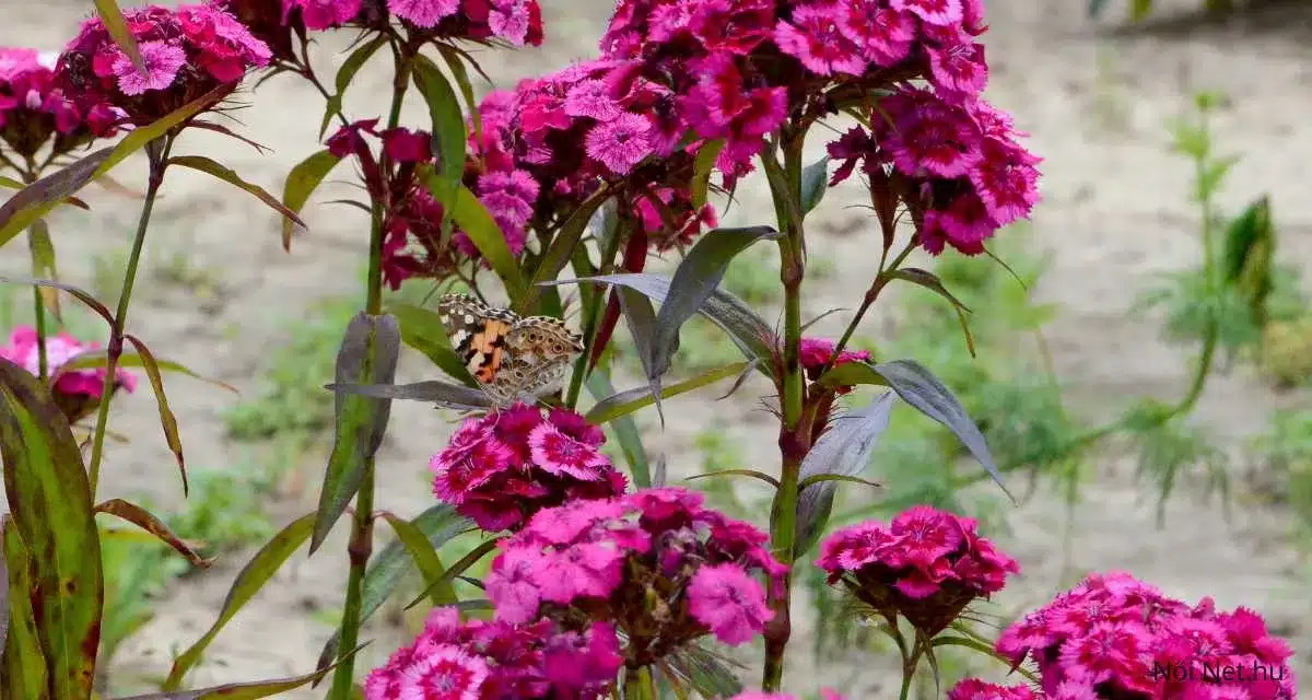 Törökszegfű (Dianthus barbatus) 20 Tipp a Gondozásához