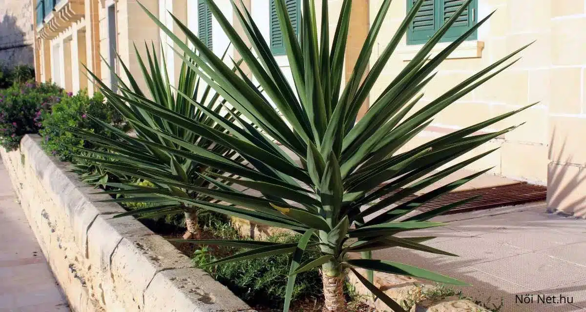 Törzses Pálmaliliom (Yucca gigantea) 20 Tipp a Gondozásához